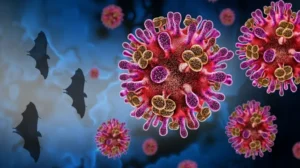 how-to-prevent-nipah-virus-infection