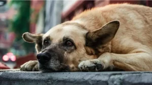 lahore-high-court-issues-notices-to-punjab-govt-against-killing-stray-dogs