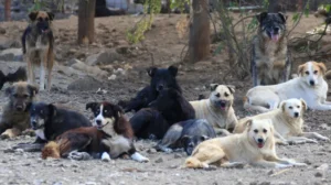 sindh-govt-ordered-to-submit-reports-on-stray-dog-problem