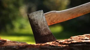 ihc-orders-cda-to-stop-tree-cutting-in-islamabad