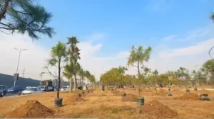 cda-plants-over-500-pine-trees-in-islamabad