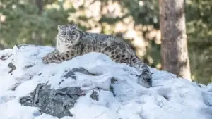 snow-leopard-found-dead-in-chitral