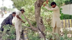 cda-takes-action-against-private-developers-for-cutting-trees-in-islamabad
