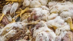 pfa-destroys-thousands-of-kgs-of-dead-chicken