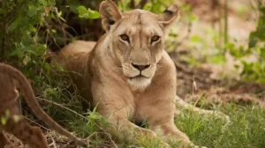 pet-lioness-attacks-8-year-old-girl-in-lahore