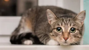 police-arrest-three-for-starving-and-torturing-animals