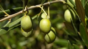 customs-sets-new-import-values-for-branded-olives