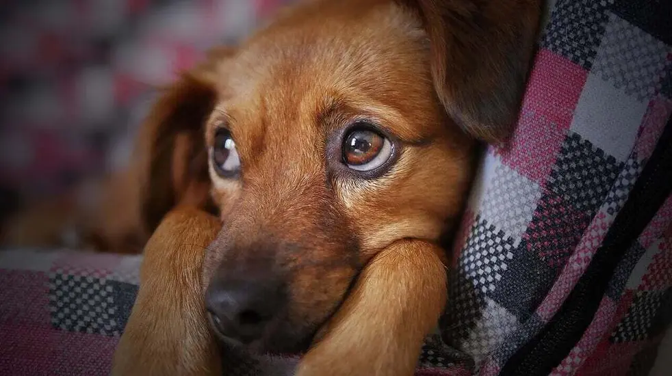 brother-and-sister-beaten-by-17-people-for-protesting-pet-dogs-killing
