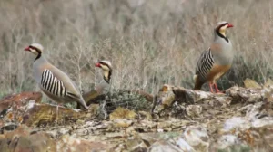 black-partridge-owners-demand-restoration-of-licensing-system