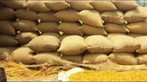 ecc-approves-sale-of-500000-tons-of-old-wheat-stock-at-new-prices