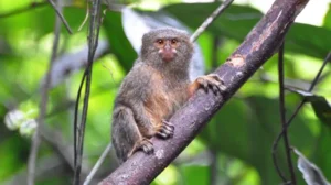 rare-and-exotic-monkeys-seen-for-sale-in-pakistan-despite-ban
