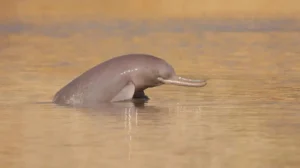 dozens-of-dolphins-confirmed-in-kp-in-latest-survey