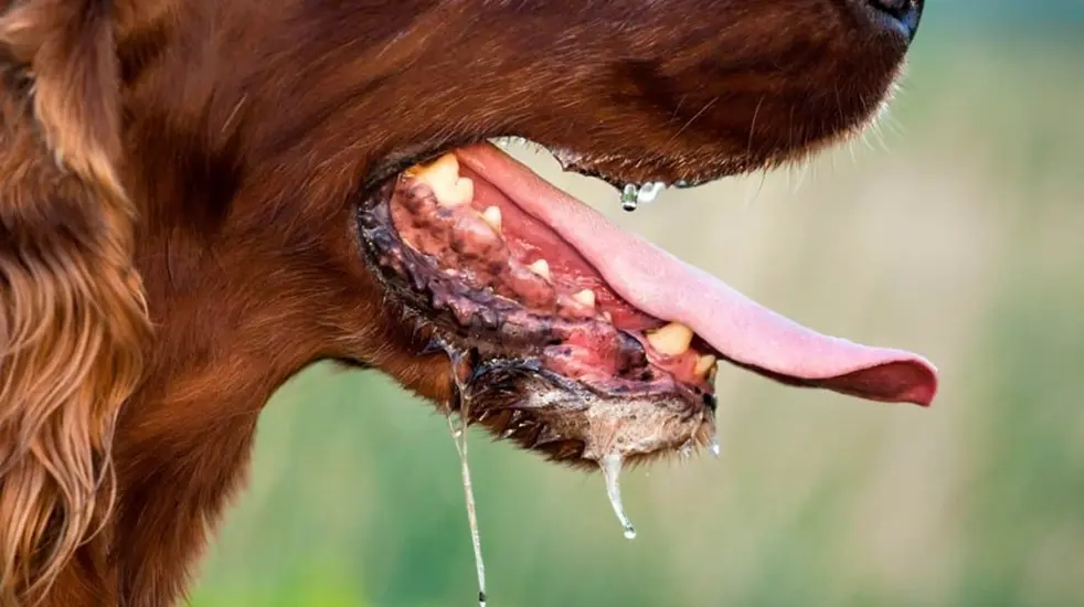 sindh-to-upgrade-300-rabies-treatment-centers