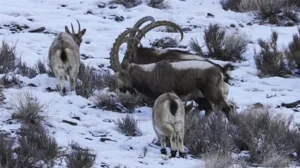 hunter-bags-himalayan-ibex-with-massive-horns-in-chitral