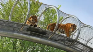 karachi-zoo-entry-made-free-for-special-children