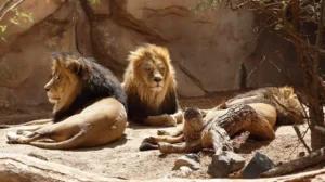 nine-lions-reportedly-die-at-lahore-safari-park