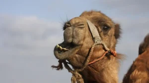 senate-committee-confuses-camell-project-with-actual-camels