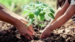 balochistan-launches-spring-tree-plantation-campaign