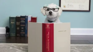 classes-start-for-pakistans-first-university-level-animal-rights-and-law-course