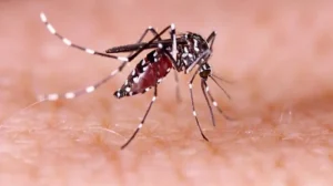 pakistan-issues-dengue-alert-ahead-of-monsoon-season