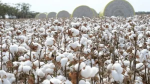 merger-of-cotton-research-bodies-delayed-despite-legal-approval