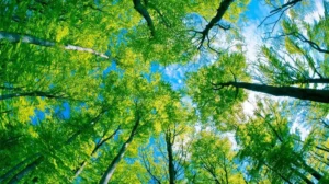 new-rule-in-punjab-will-prevent-even-govt-from-cutting-certain-trees