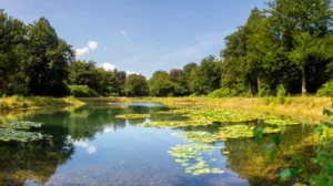 punjab-govt-to-restore-ponds-in-22000-villages