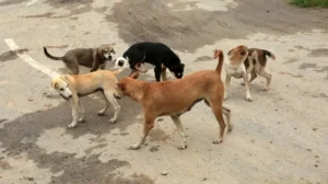 lhc-petition-seeks-action-against-rising-stray-dog-attacks