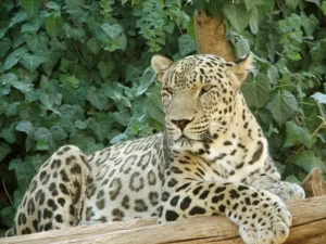 wild-leopard-spotted-near-islamabads-famous-university