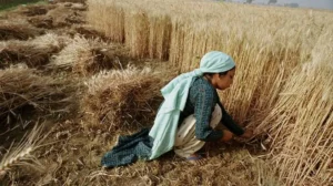 sindh-introduces-equal-wages-and-maternity-benefits-for-women-in-agriculture