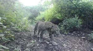 leopard-spotted-again-at-international-islamic-university-islamabad