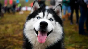 pet-dog-of-international-journalist-killed-in-islamabad