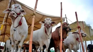 karachi-tightens-rules-for-cattle-markets-ahead-of-eid-ul-azha