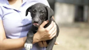 lahore-conference-backs-humane-dog-population-policy-through-sterilization-and-vaccination