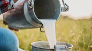 milk-and-yogurt-prices-soar-above-official-rates