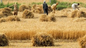sindh-govt-announces-wheat-support-price-for-this-season