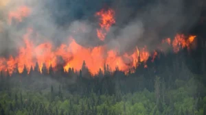 punjab-enforces-fire-season-rules-to-protect-forests