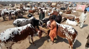islamabads-6-cattle-markets-auctioned-for-nearly-rs-35-crore