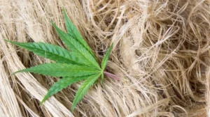 us-to-reclassify-marijuana-as-less-dangerous-drug