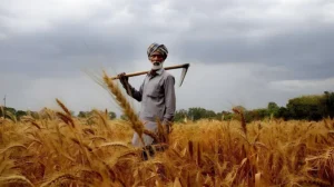 punjab-farmers-warn-of-protests-over-wheat-losses