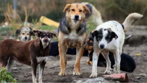punjab-govt-enforces-dog-registration-and-vaccination-rules