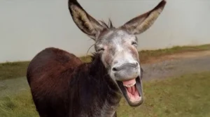 govt-approves-new-plan-to-export-donkey-meat-and-hides-from-gwadar-port