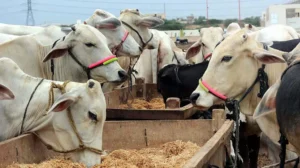 cm-punjab-launches-major-livestock-export