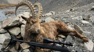 himalayan-ibex-with-45-inch-horns-hunted-in-chitral-for-rs-320000