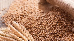 govt-plans-rs-31-billion-wheat-buffer-reserve-amid-middle-east-tensions