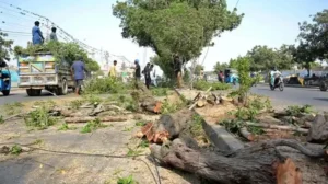ihc-petition-filed-against-cda-over-alleged-violation-of-tree-cutting-ban