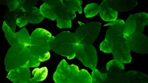 chinese-scientists-create-glow-in-the-dark-plants-using-firefly-genes