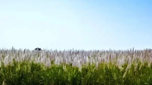 new-variety-of-sugarcane-introduced-in-pakistan