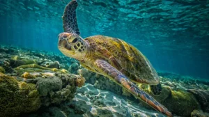 wwf-warns-of-spike-in-turtle-deaths-on-balochistan-coast