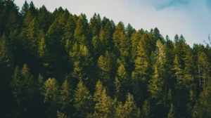 punjab-approves-controversial-mining-bills-for-protected-zones